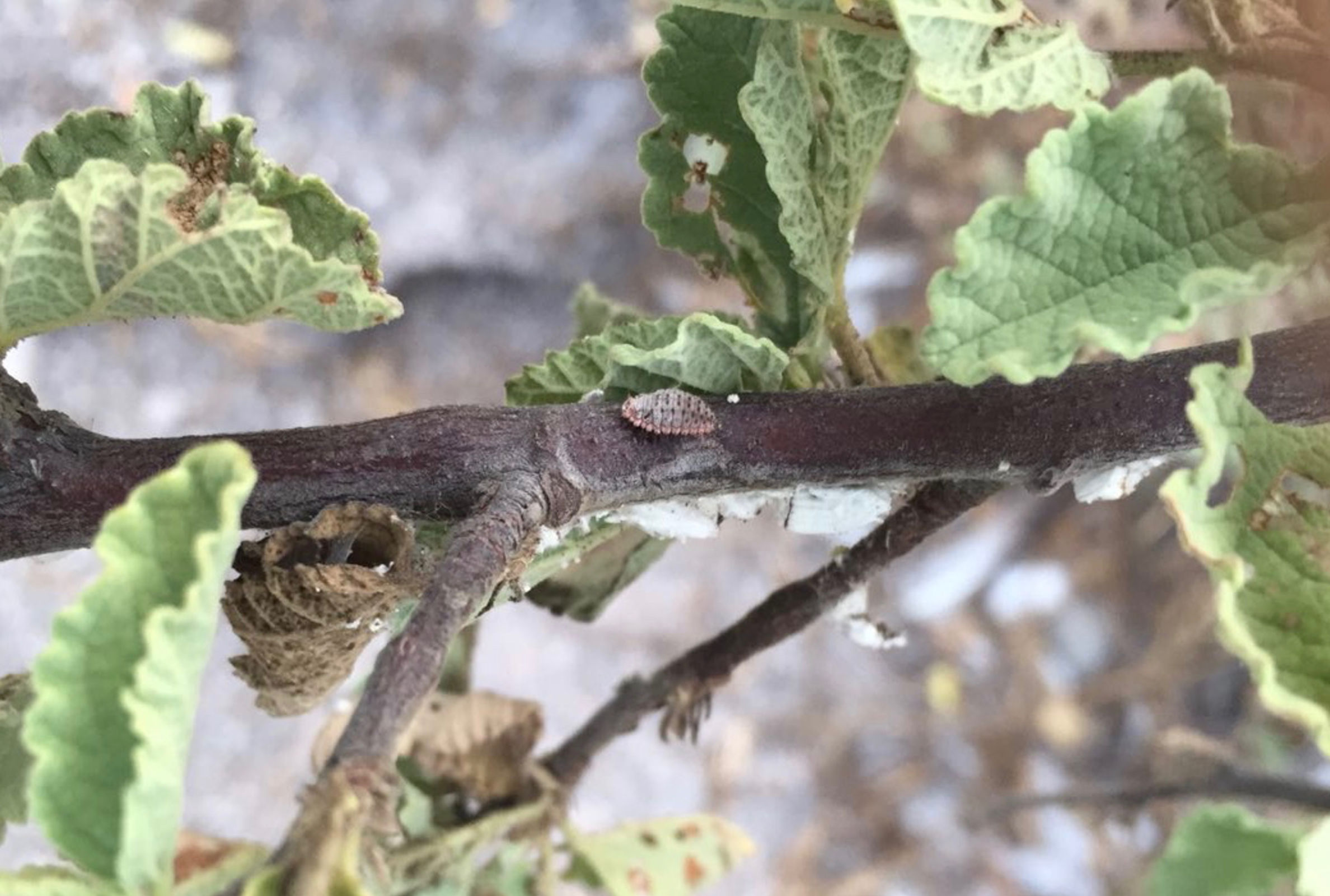 Larva de estadio tardío de Novius cardinalis en Waltheria ovata infestada con Icerya purchasi en la isla Genovesa. Foto: C. Causton, CDF.